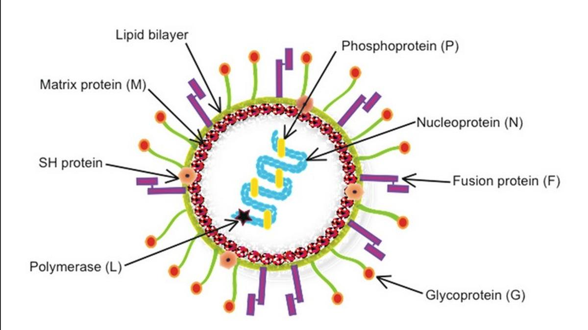 Human Metapneumovirus (HMPV)